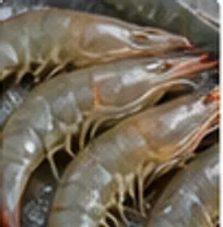 손질해 늘어놓은 흰다리새우