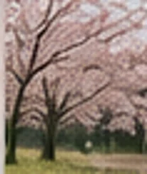 봄의 별숲 스테이 주변 숲 풍경