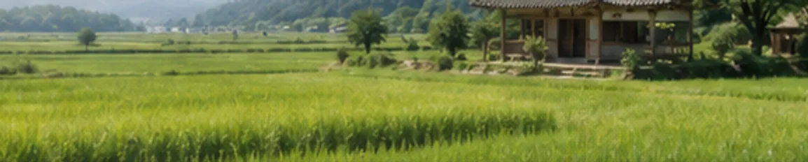 모내기를 마치고 물을 대어 둔 들녘마을 논과 마을 어귀