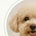 위를 올려다보는 흰 강아지 얼굴