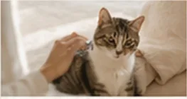 고양이 그루밍, 알고 보면 중요한 이유