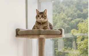 캣타워 위의 고양이
