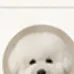 보리
