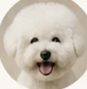 보리