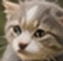 회색과 흰색 털이 섞인 고양이 별이