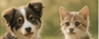 센터 마당에 함께 앉아 있는 강아지와 고양이